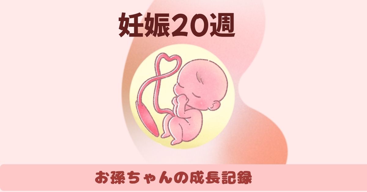 妊娠20週サムネ