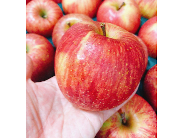 弘前市から届いたりんごのサイズ感