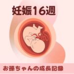 妊娠16週