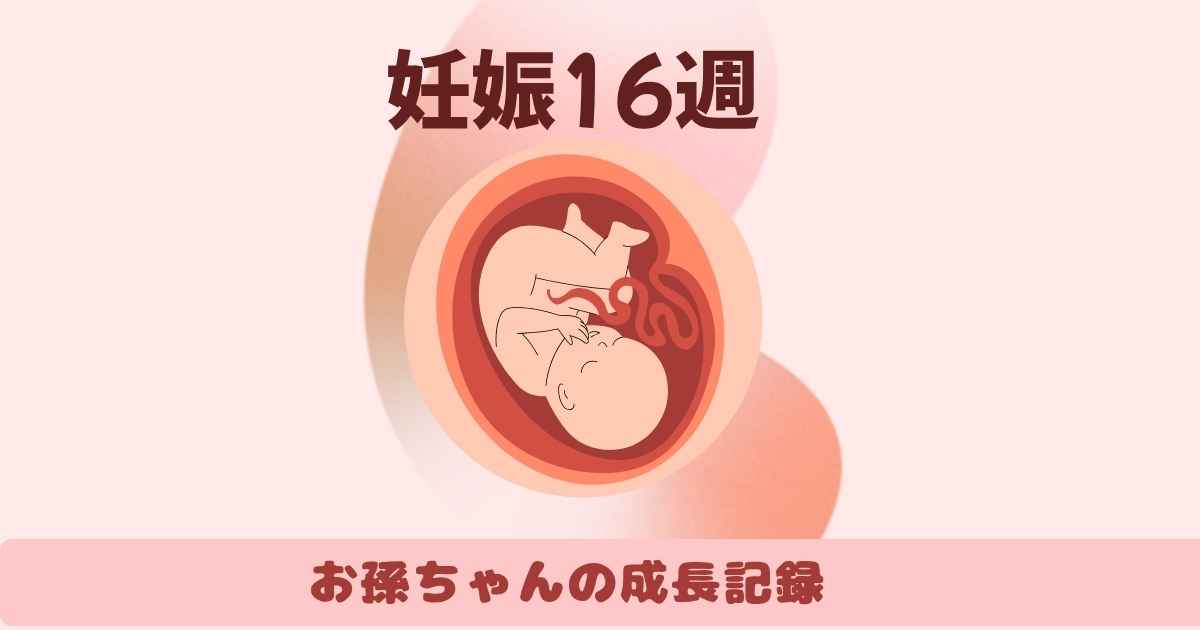 妊娠16週